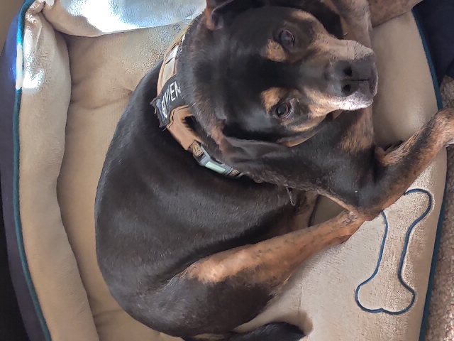 Beagle – Rex