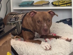 American Pit Bull Terrier – free female red nose pitbull – Dallas