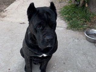 Cane Corso – AKC Grand Champion Cane Corso X man Bloodline – Compton