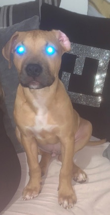 American Bulldog – xl bully