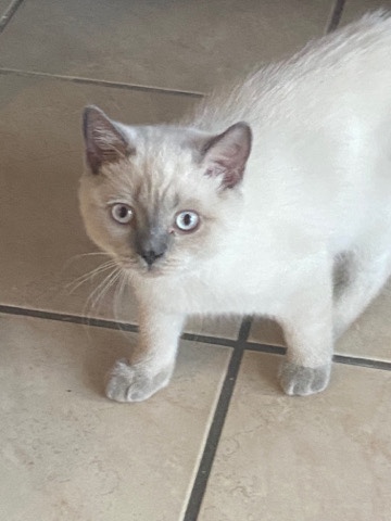 Scottish Fold – Blue point Male Scottishfold Kitten