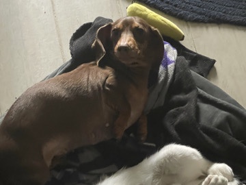 Dachshund – 12 year old daschund female – Venice