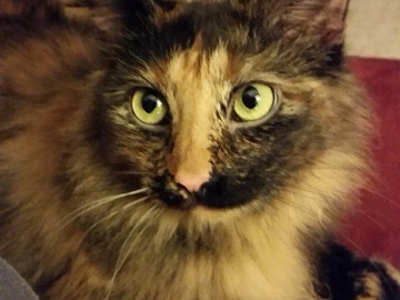 Looking for Love? Meet This Sweet Girl – Kansas City