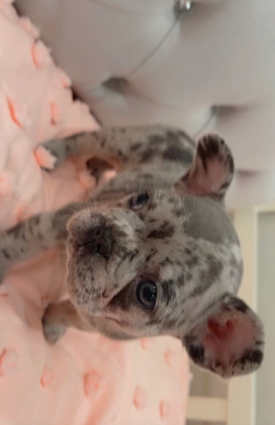 Female Frenchie 8 week old