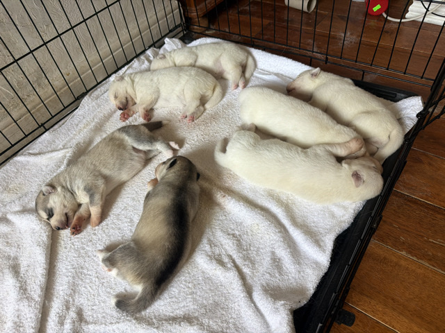 Siberian Husky – Siberian husky – Manchester