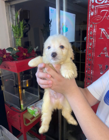 Maltese – Maltipoo