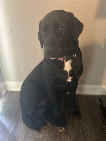 Labrador Retriever – Misc