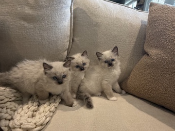 Ragdoll – Adorable Ragdoll Kitten for Sale – 7 Weeks Old – Fontana