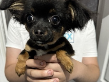 Chihuahua – XS chihuahua