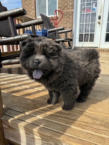 beautiful babies for rehome