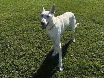 Mixed Breed – Sweet, Loyal Dog in Need of a Loving Home – Camarillo
