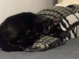 European Shorthair – Katze Scarlett sucht ein neues zu Hause – Berlin