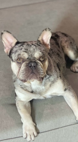 French Bulldog – merle boy