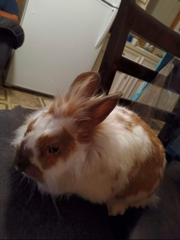 Lionhead – Bunnies