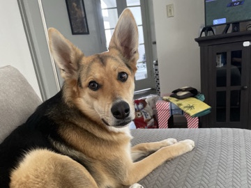 German Shepherd – Please Help Me Find Nova a Home! – Palmdale