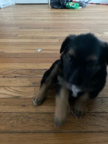 Old German Shepherd Dog – female German shepherd