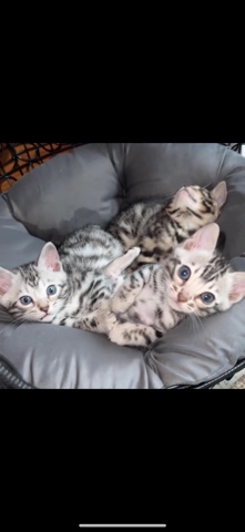 Bengal – bengal