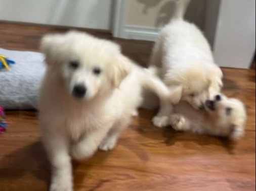 Great Pyrenees – Great Pyrenees Male For Sale – Cypress