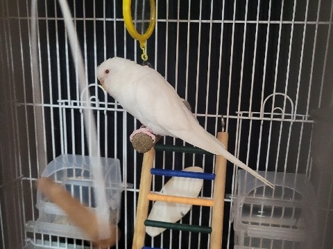 Parakeet – White Parakeet – Blue Springs