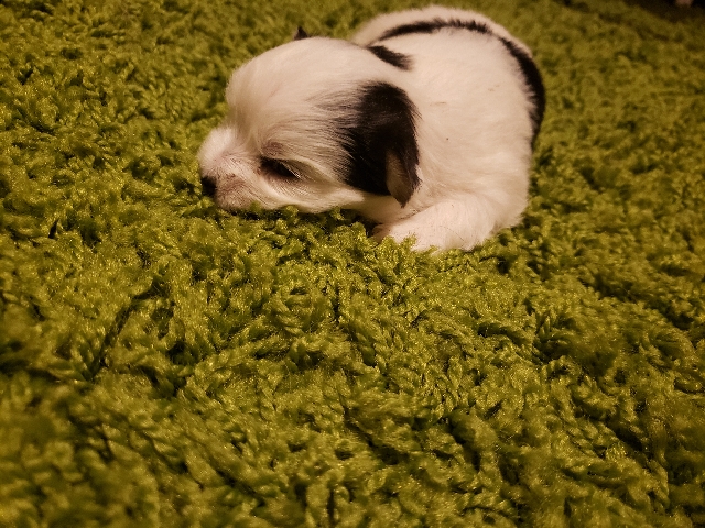 Newborn Morkies