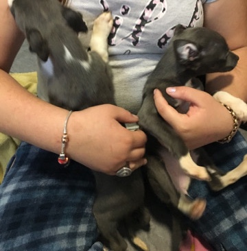 Whippet – blue whippetsboys only