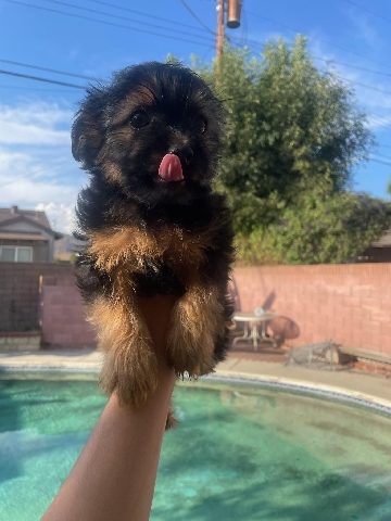 Yorkshire Terrier – Yorkie looking for home