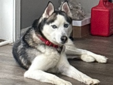 Siberian Husky – Friendly Siberian Husky for Sale – 5 Years Old in West Palm Beach – West Palm Beach