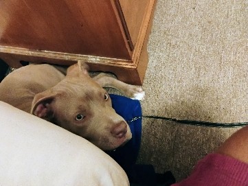 American Pit Bull Terrier – beautiful dog – East St. Louis