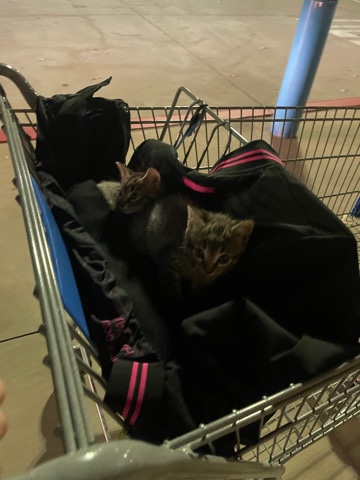 Free kitten