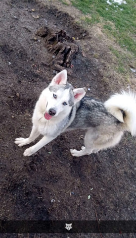 husky