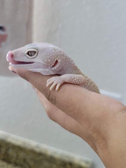 Albino Gecko looking for a forever home