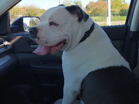 American Bulldog – 6 Month old male XL American Bully – Struthers