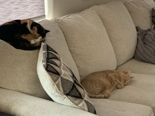 Forever home for Blue and Fass – San Tan Valley