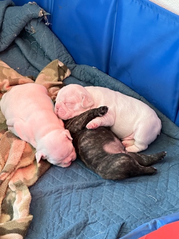 frenchies