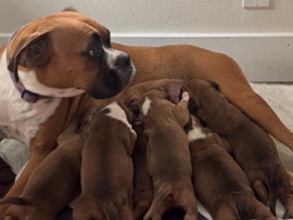 Boxer – Boxer puppies – Anaheim