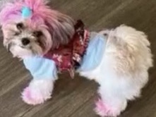 Shih Tzu – shitzu – Glen Burnie