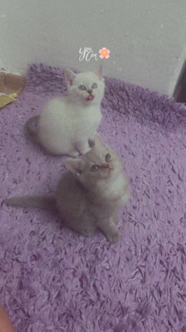 British Shorthair – Reinrassige Britisch Kurzhaar Kätzchen