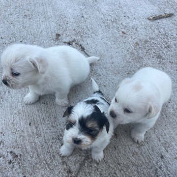 Shih Tzu – selling cute puppies