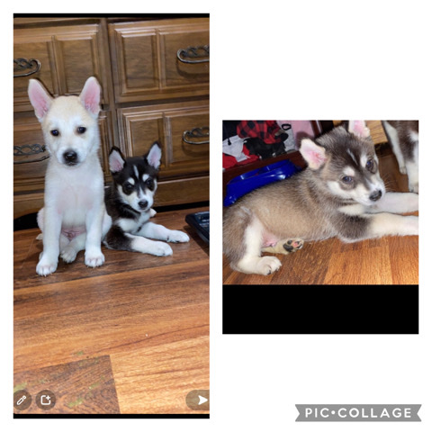 Siberian Husky – Husky puppies
