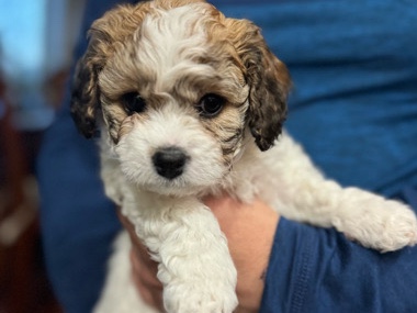 Cavapoo – Cavapoo