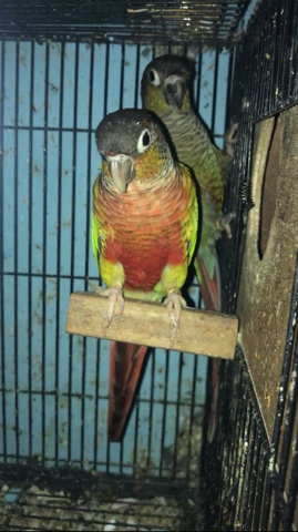 Conures – conure Birds for sale