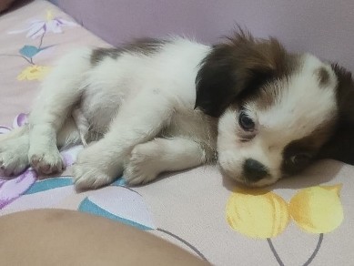 King Charles Spaniel – King’s Charlie Spinner Puppy for Sale🐶 Name: Charlie Spinner🎂 Age: 45 days❤️ Temperament: Friendly & playful💰 Price: ₹22,000📍 Interested buyers can DM for more details. – Bengaluru