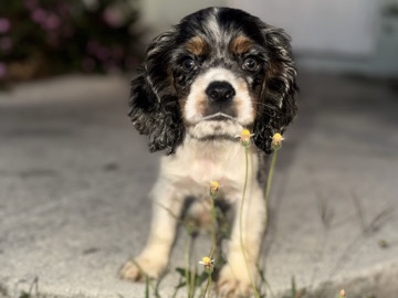 Image of American Cocker Spaniel
