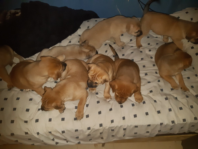 Cane Corso – canecorso Italian king  mastiff puppy’s for sale