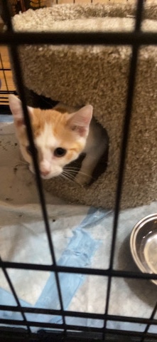 orange and white cat
