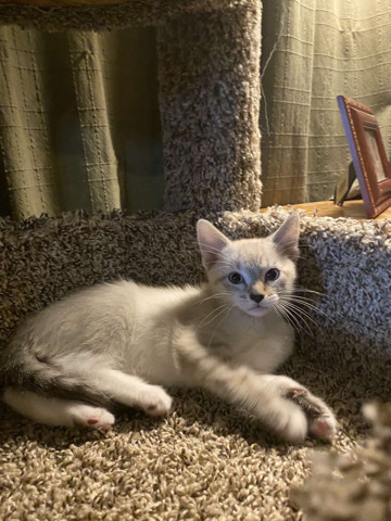 American Shorthair – Male American Shorthair Kitten