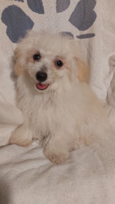 Poodle – Bichon Poodle Puppy – Indiana
