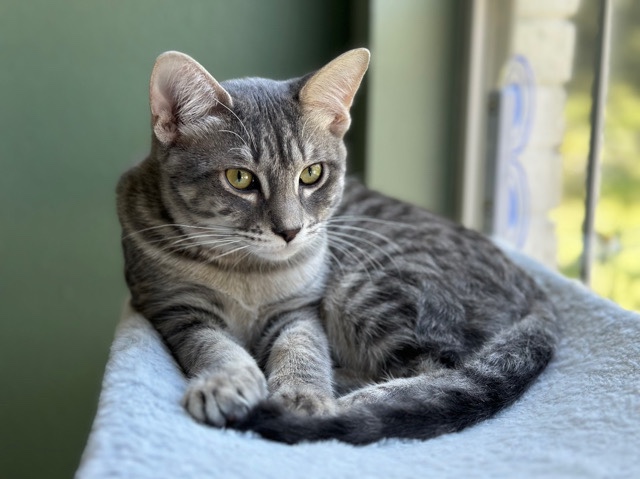 American Shorthair – Looking for My Forever Home - Odo