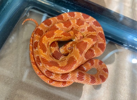 Any – Corn snake
