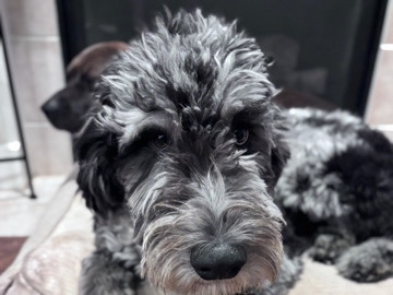 Poodle – Immediate Rehome AussieDoodle – Stanwood